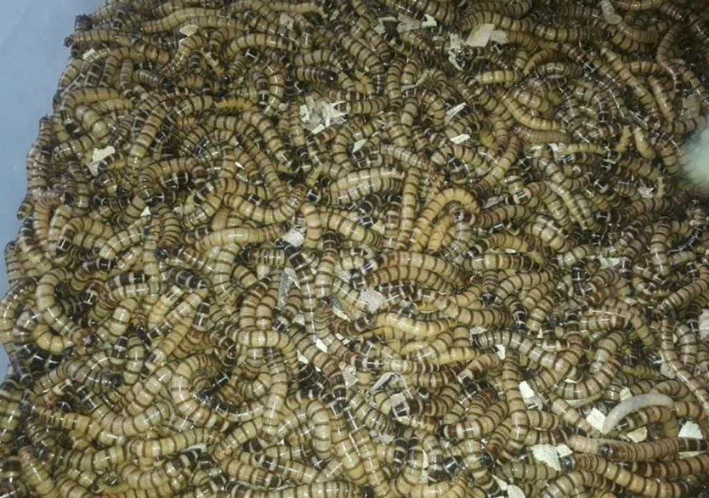 Alive mealworms - 1