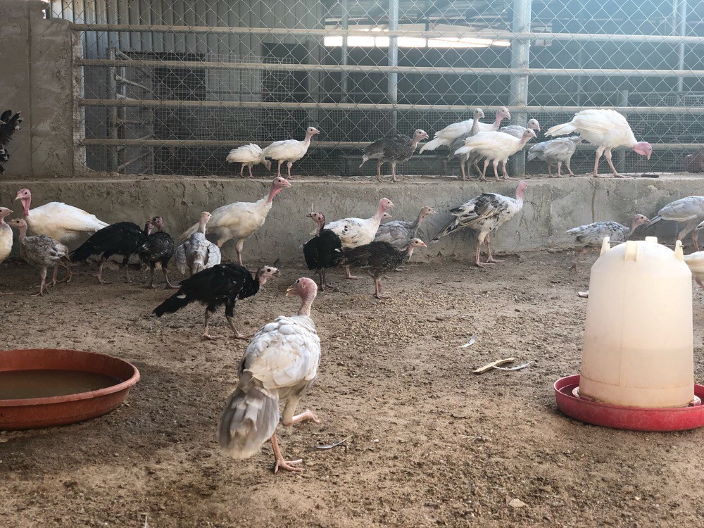 turky - 1
