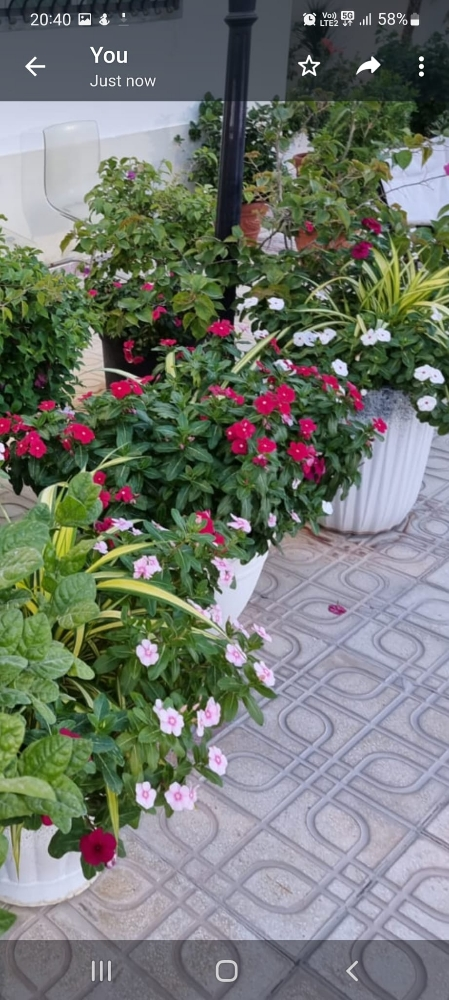 زراعه الورواد - 1