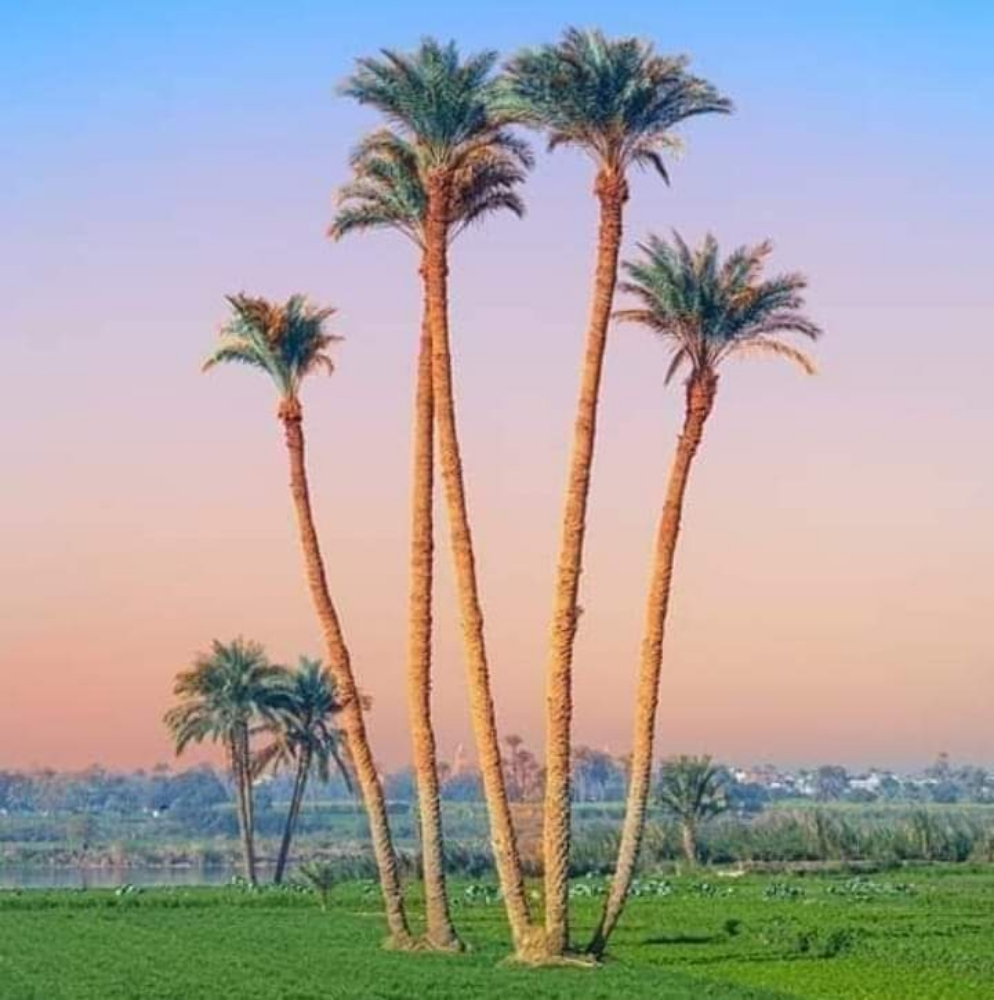 شاب مصري حاصل علي دبلوم زراعي - 1