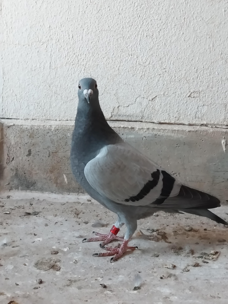 زاجل للسباق - 2