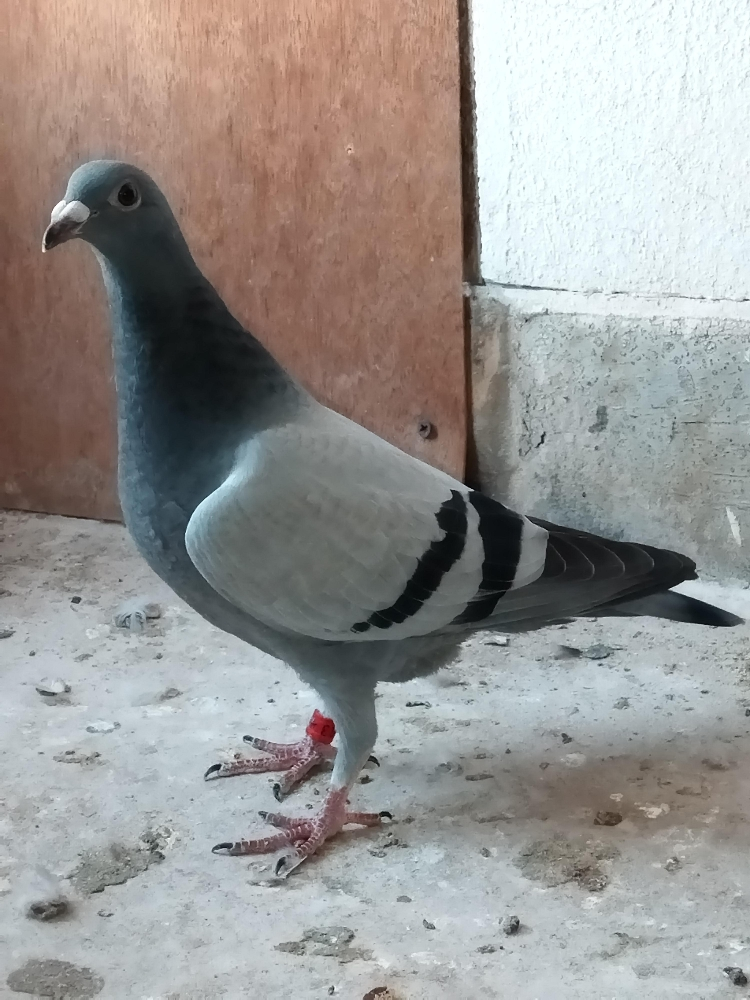 زاجل للسباق - 1