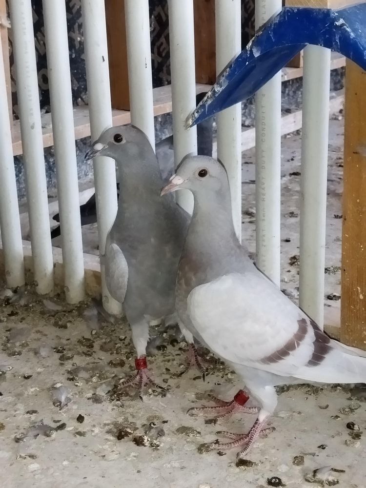 زاجل للسباق - 3