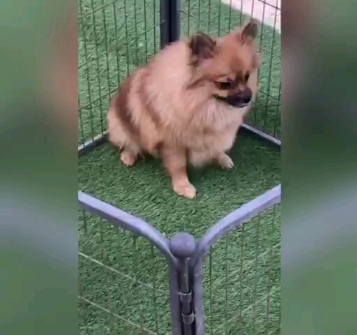 pomeranian dog male - 1