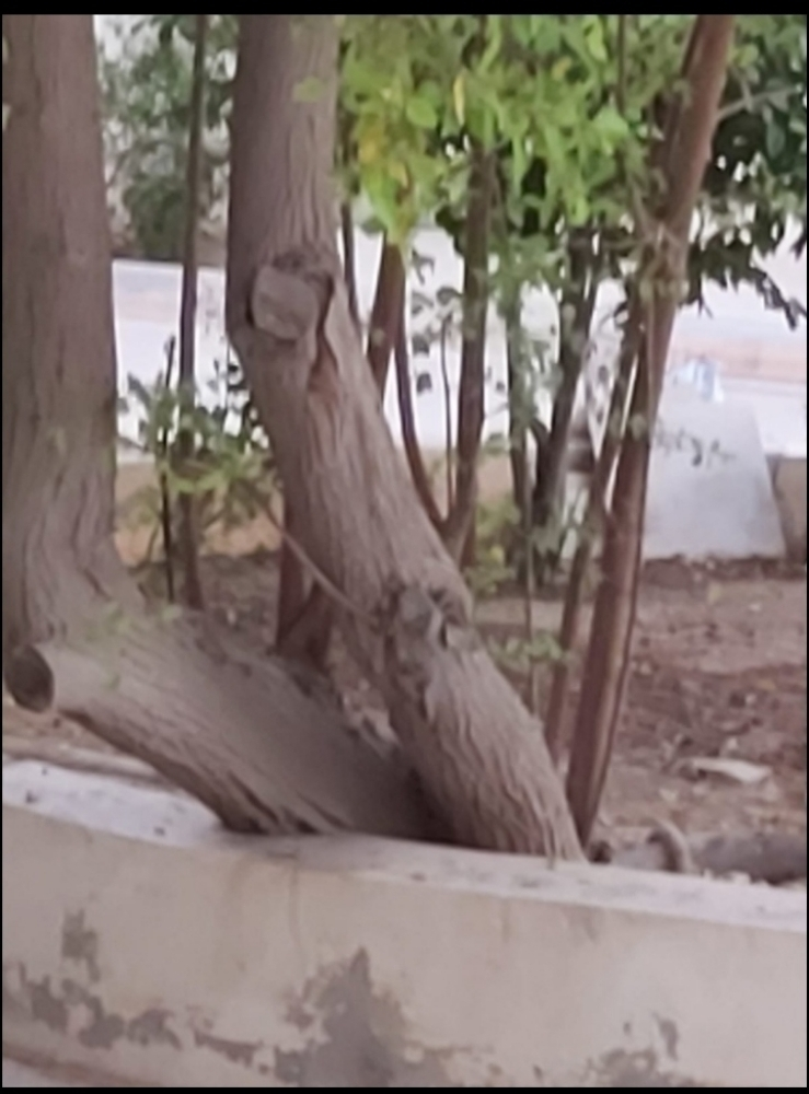 تقطيع جميع الأشجار وتنظيفها - 1