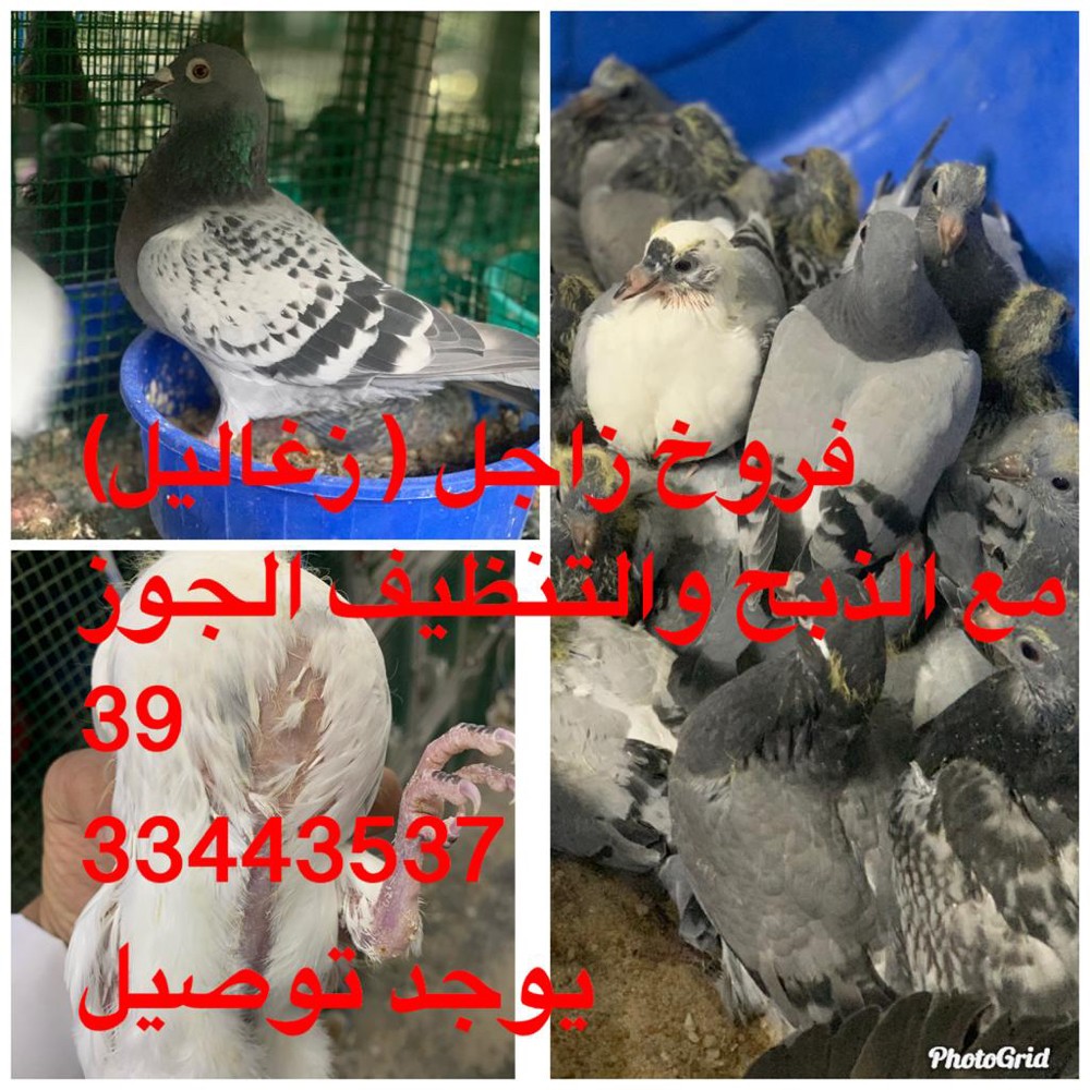 للبيع حمام - 1