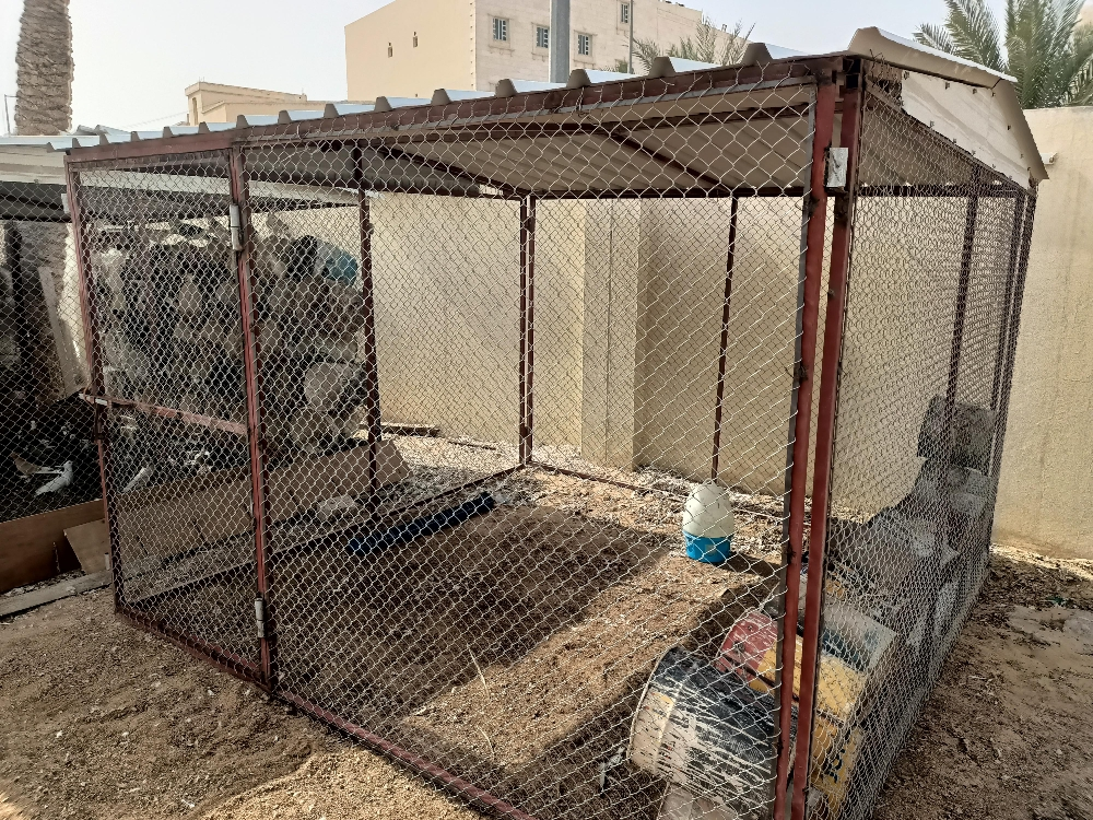 Pigeon and chicken coop - 5