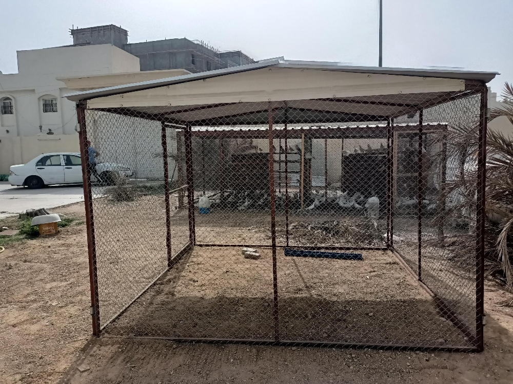 Pigeon and chicken coop - 9