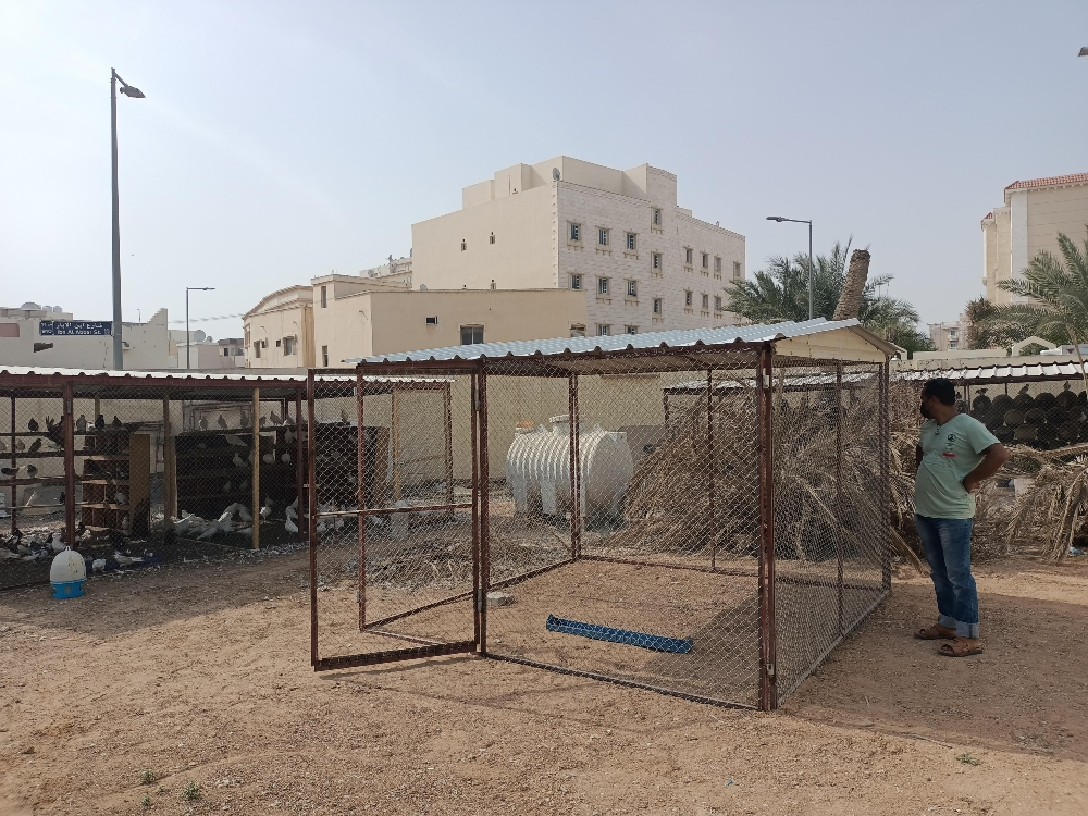 Pigeon and chicken coop - 3