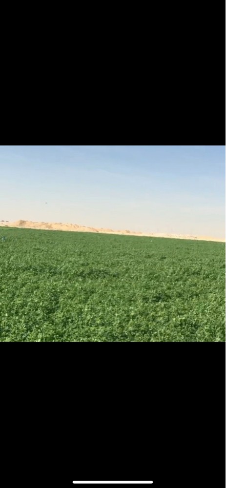زراعة الجت - 2