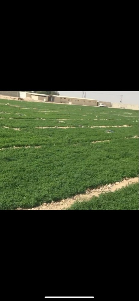 زراعة الجت - 1