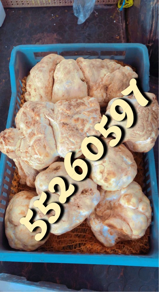 فقع  - 6