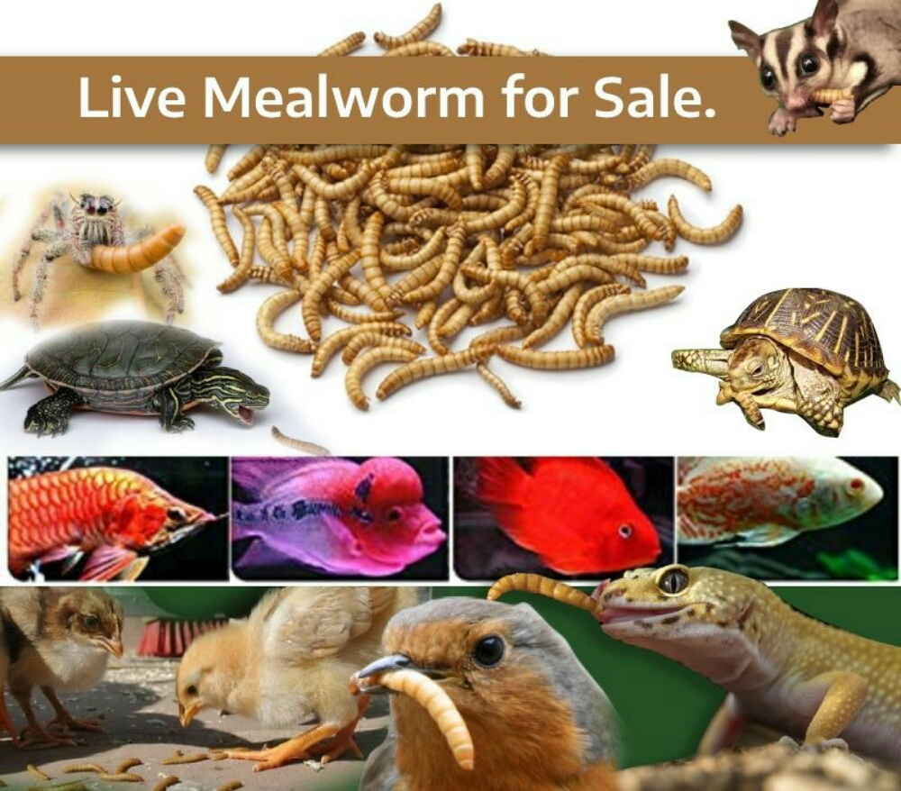 live meal worms - 1