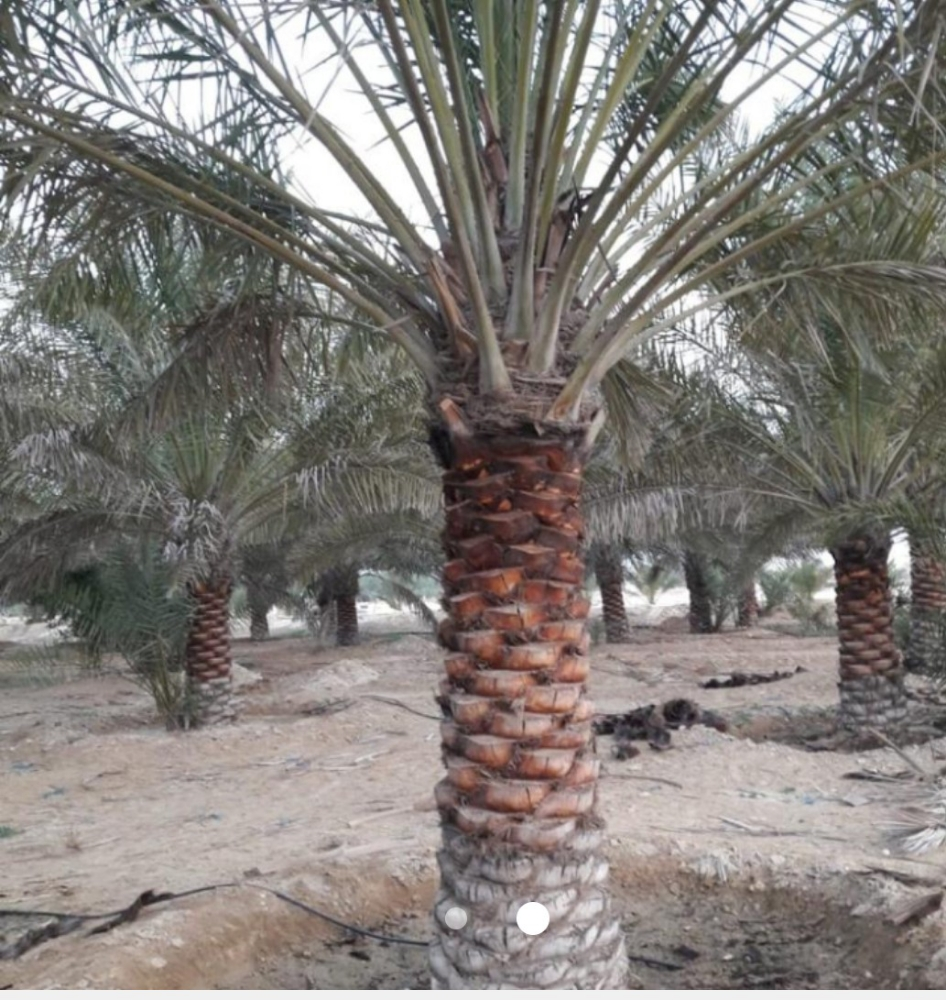 الجزيره لزراعه والديكور - 12