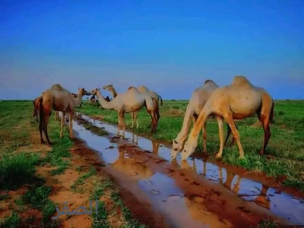 مطلوب جميع انواع الإبل - 1