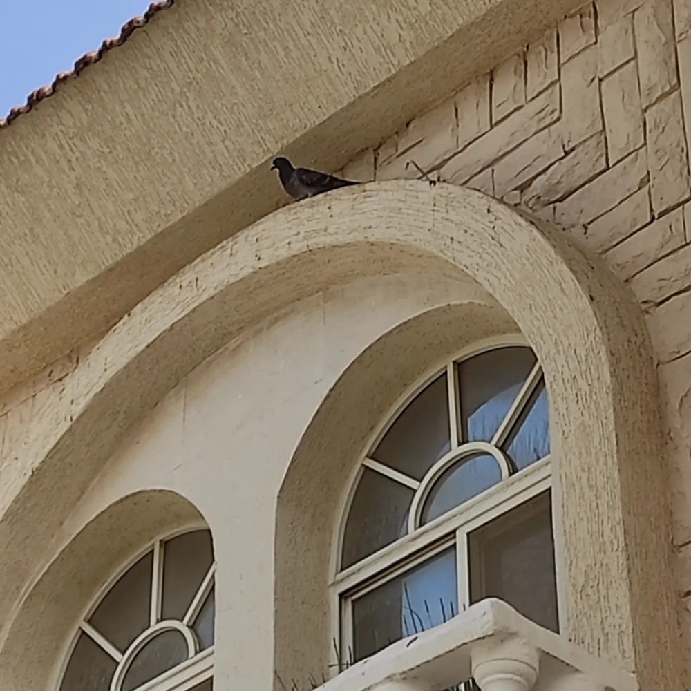 0bird repellent - 8