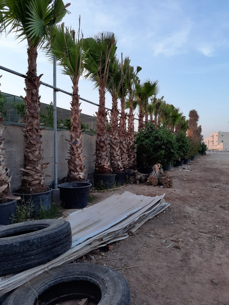 كلاسيك - 1