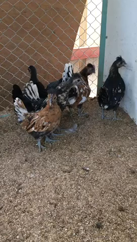 special  chicken - 4