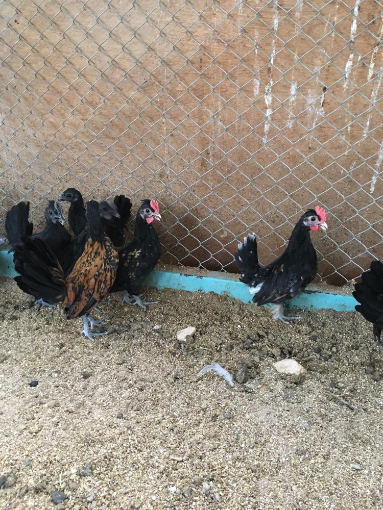  special  chicken - 3