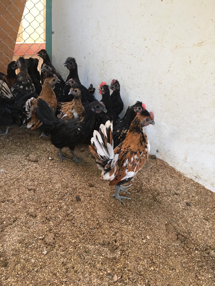  special  chicken - 1