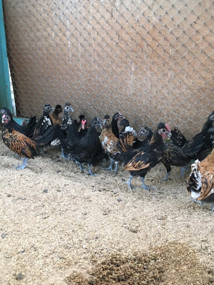  special  chicken - 2