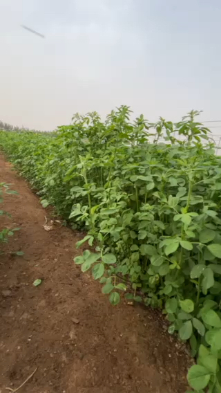 بذور جت حساي نوعيه طيبه - 3