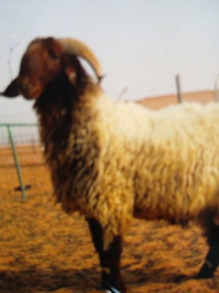 المعلم سعد - 1