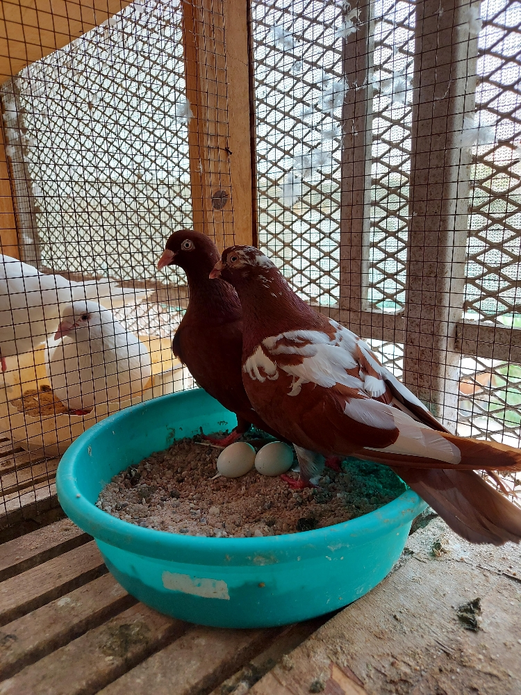 زاجل حمر - 3