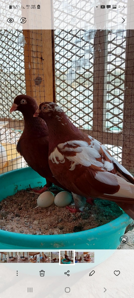 زاجل حمر - 4