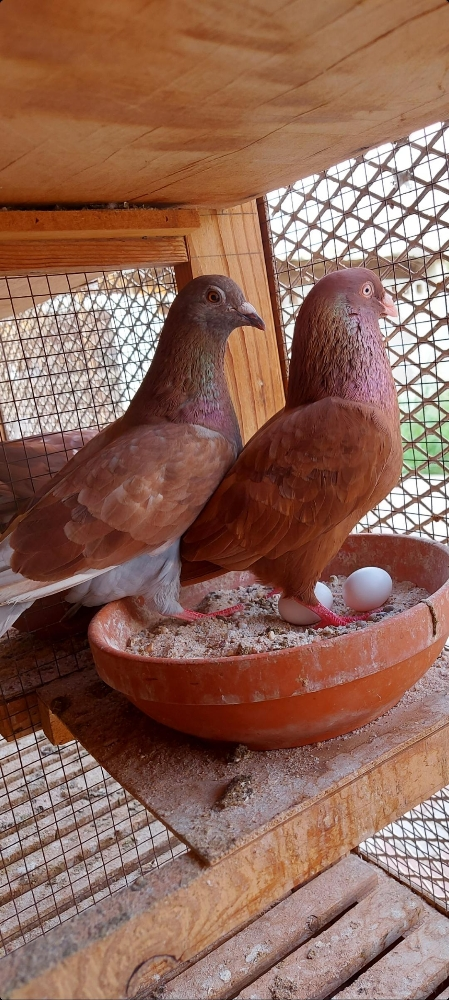 زاجل حمر - 1