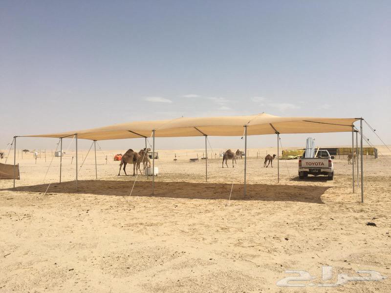 ظلال للحلال والابل - 1