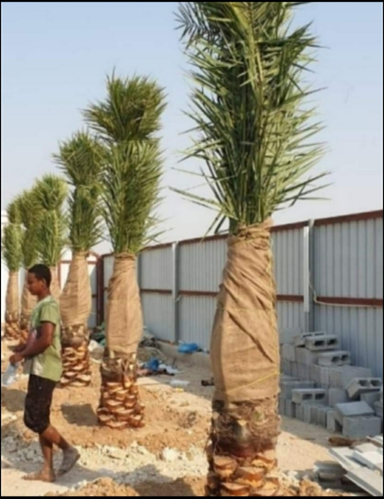 مهندس زراعي  والصيانة الشهرية - 6
