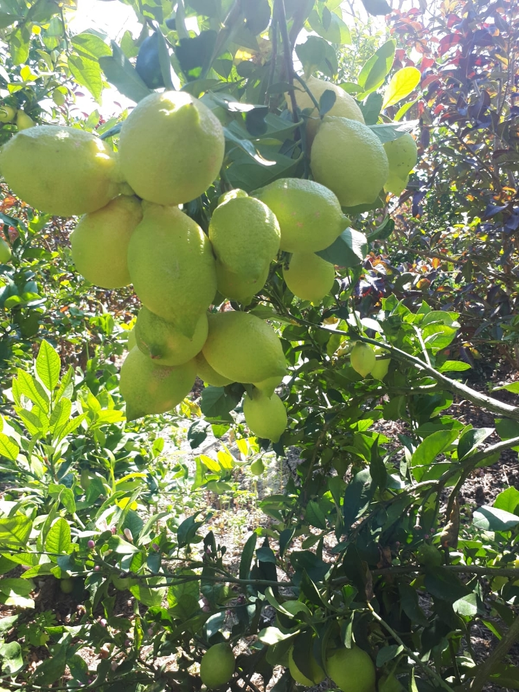 الزراعه - 9