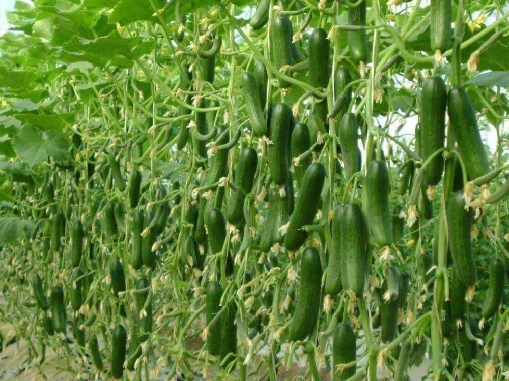 الزراعه - 10