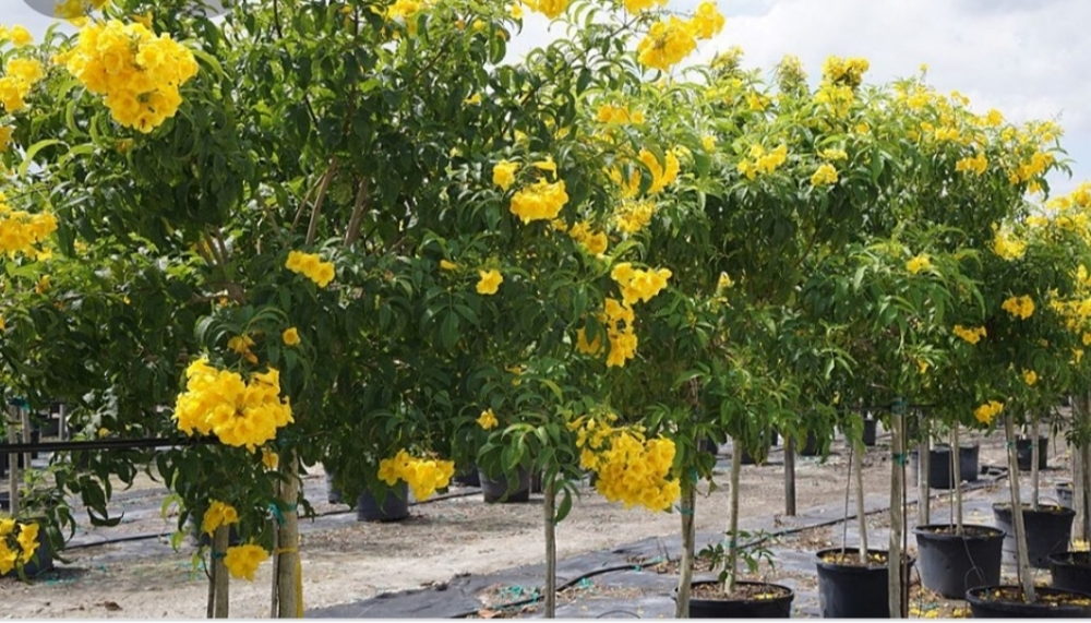 الزراعه - 6