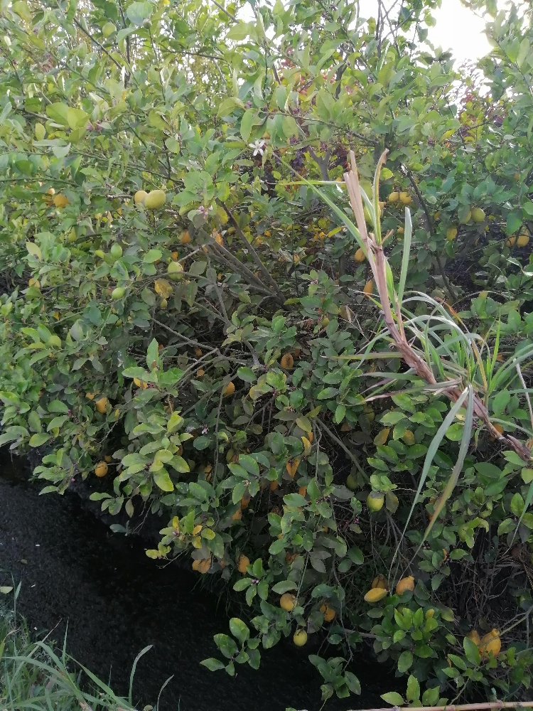 الزراعه - 3