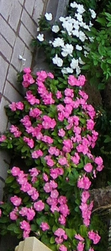 الزراعه - 4
