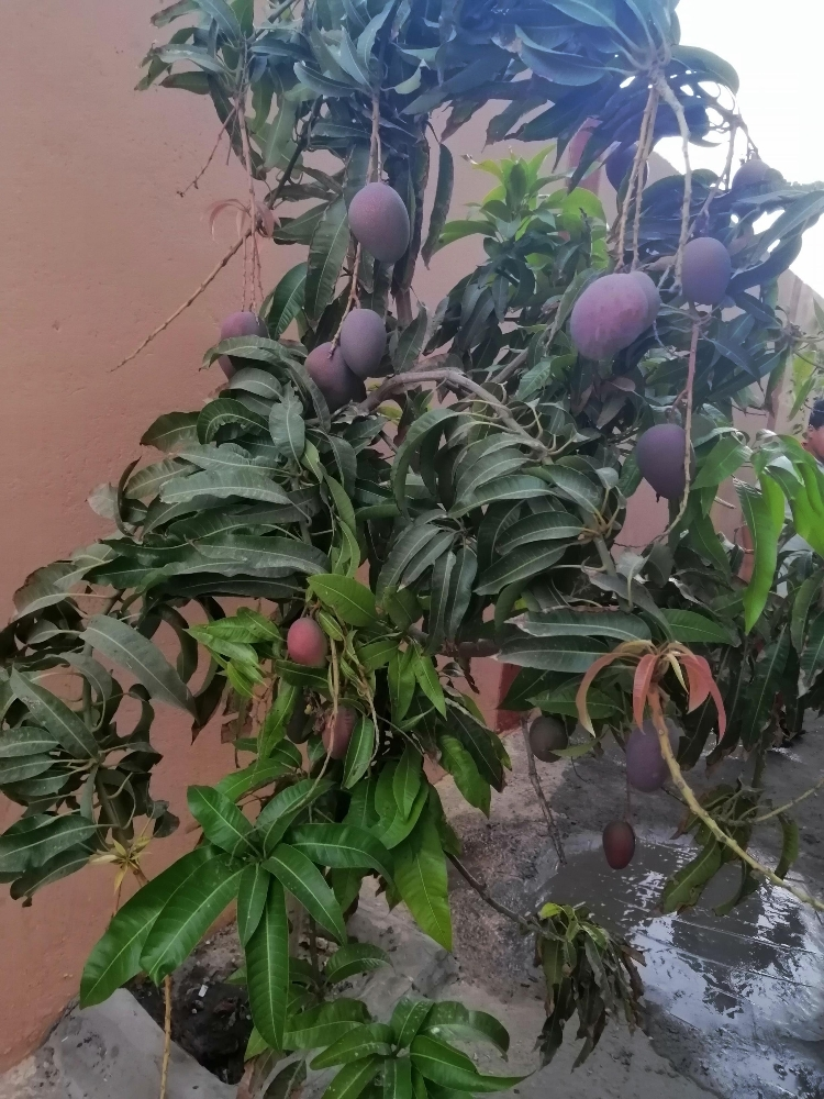 الزراعه - 1