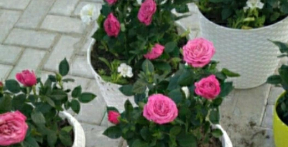 زرعة وديكوار - 2