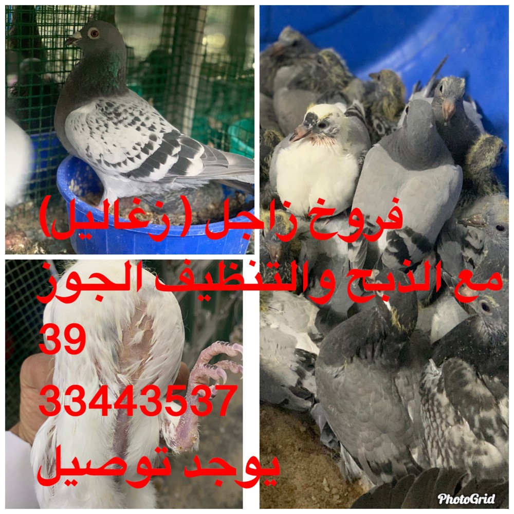 زاجل - لاحم - 1