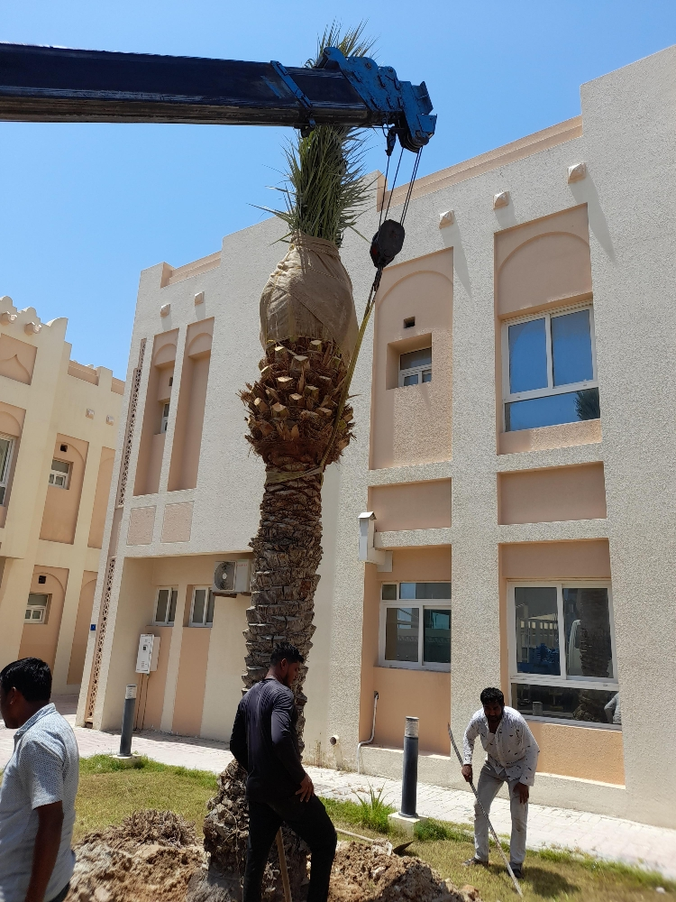 نقل وزراعة النخيل - 2