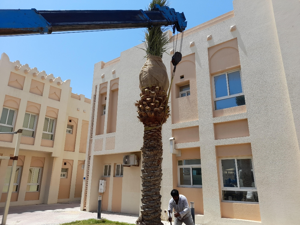 نقل وزراعة النخيل - 1