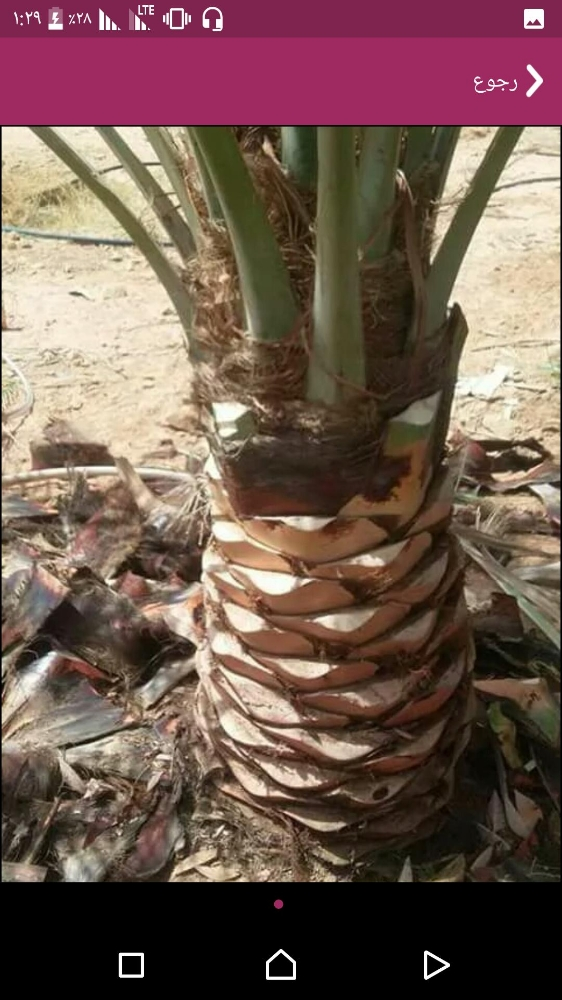 تقليم  النخيل - 1