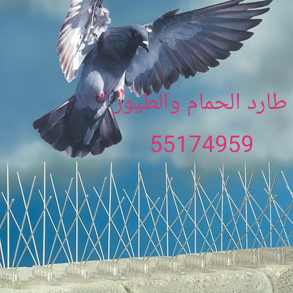 ‎‎‎‎‎‎‎طاررد  الطيور والحمام نهائ - 1