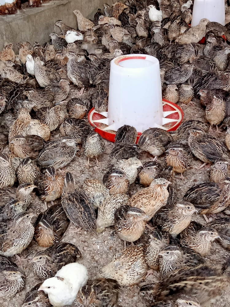 سمان ( فرى ) - 3