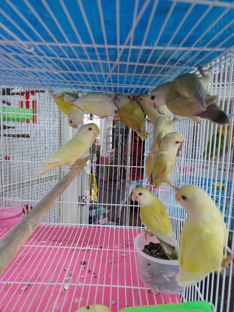 لاف بيرد جميع الألوان - 11