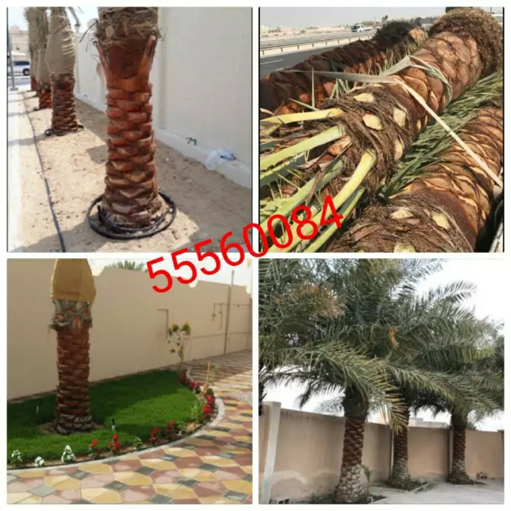 زراعة النخيل - 1