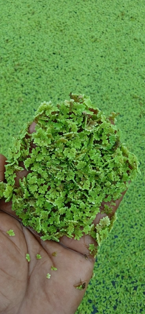 ازولاا - 1