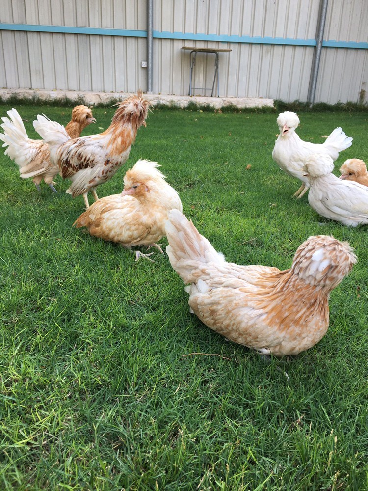 france chicken - 3