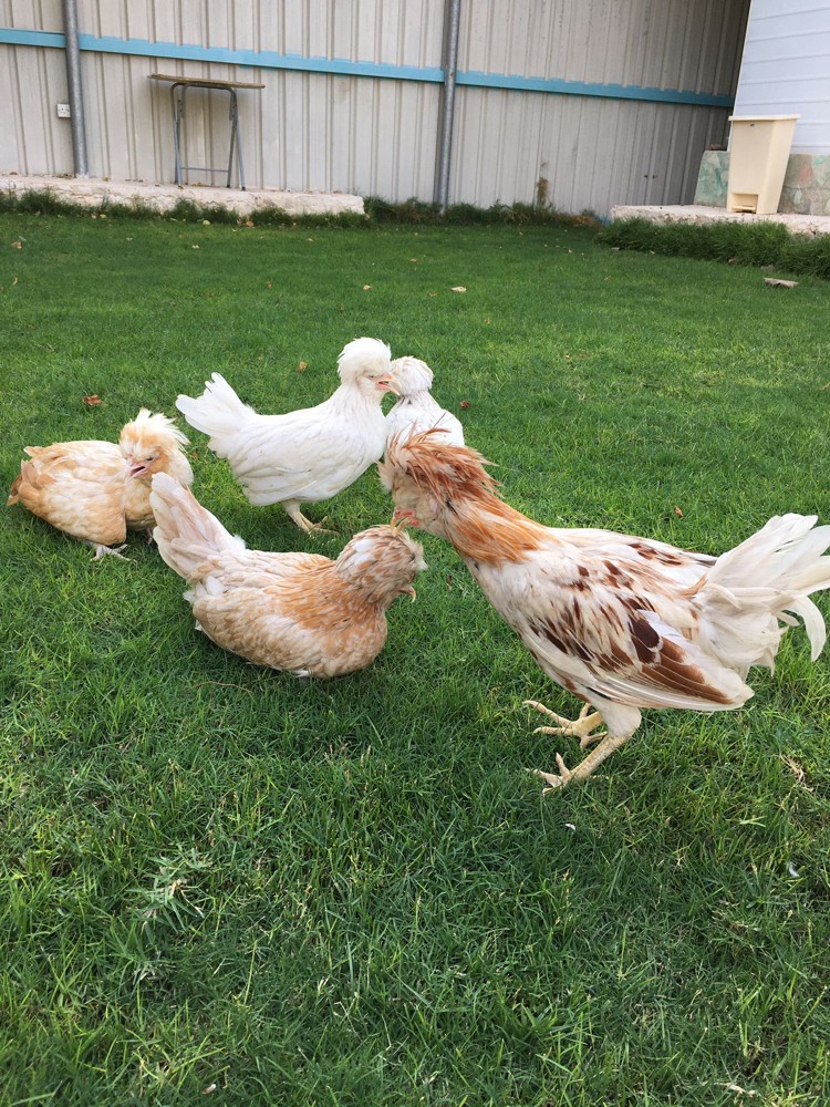 france chicken - 4